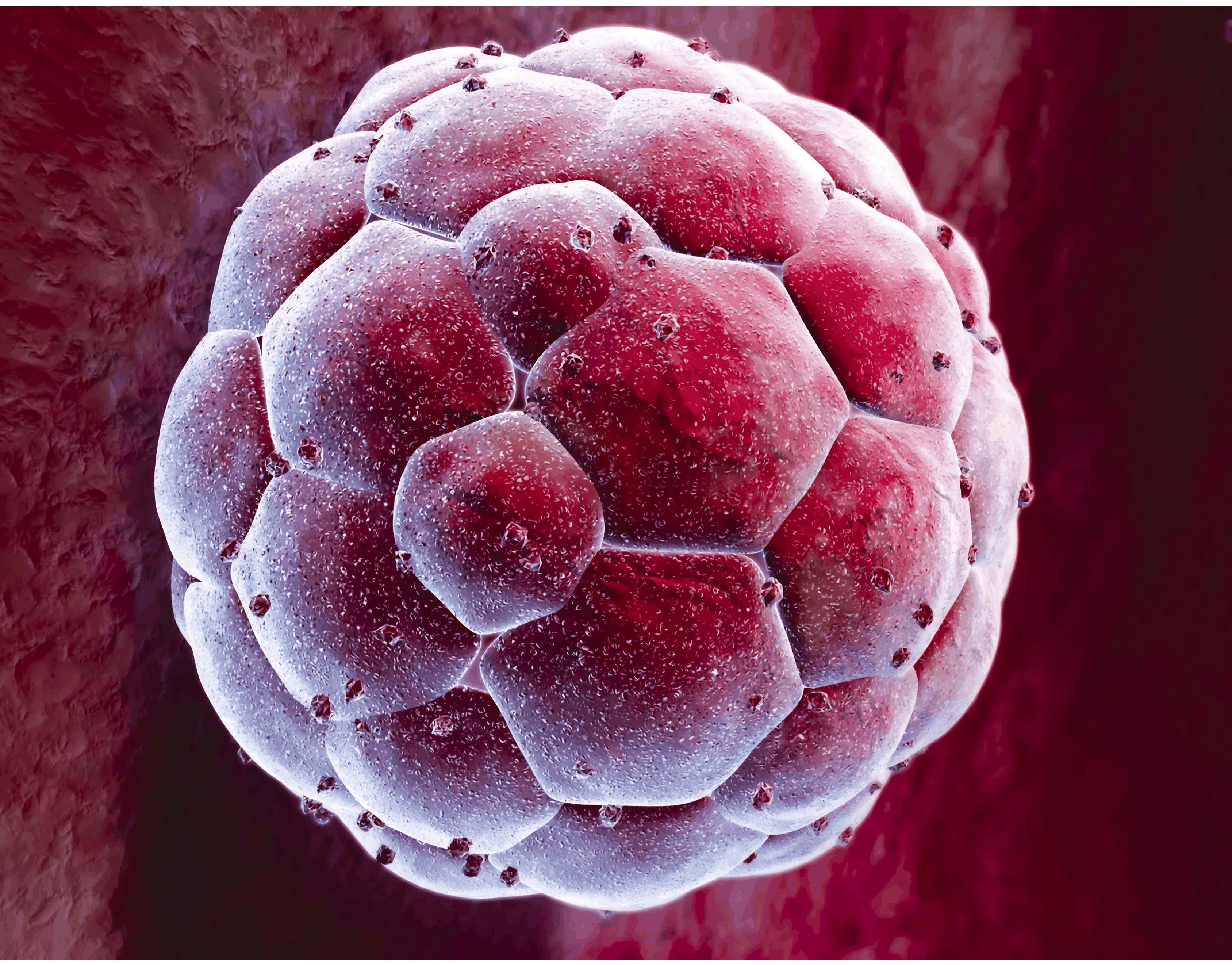 Blastocyst Culture